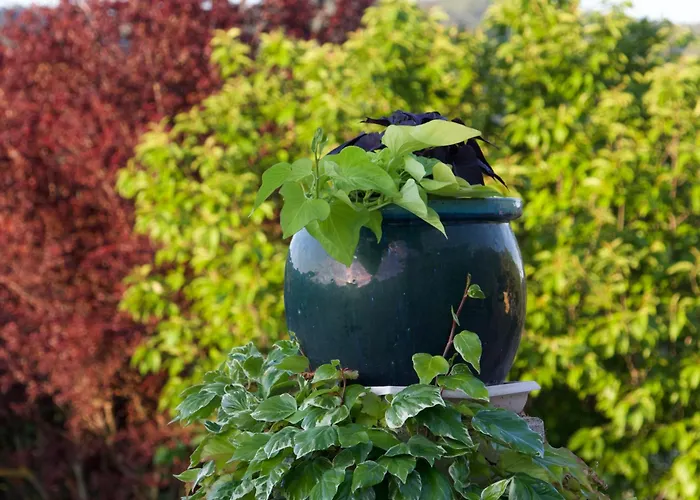La Bastide Des Roses Saint-Julien-d'Asse
